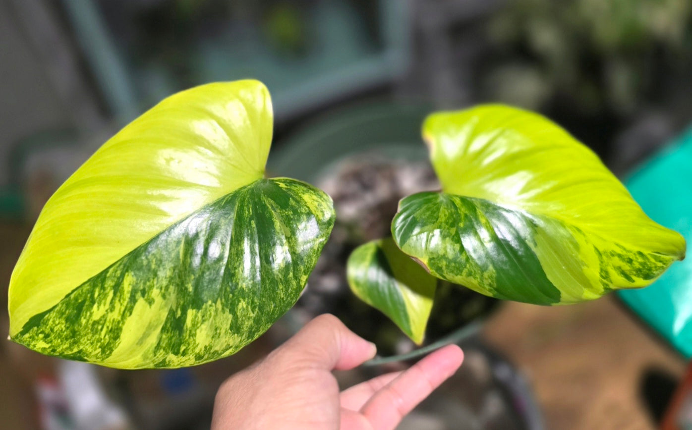 Homalomena