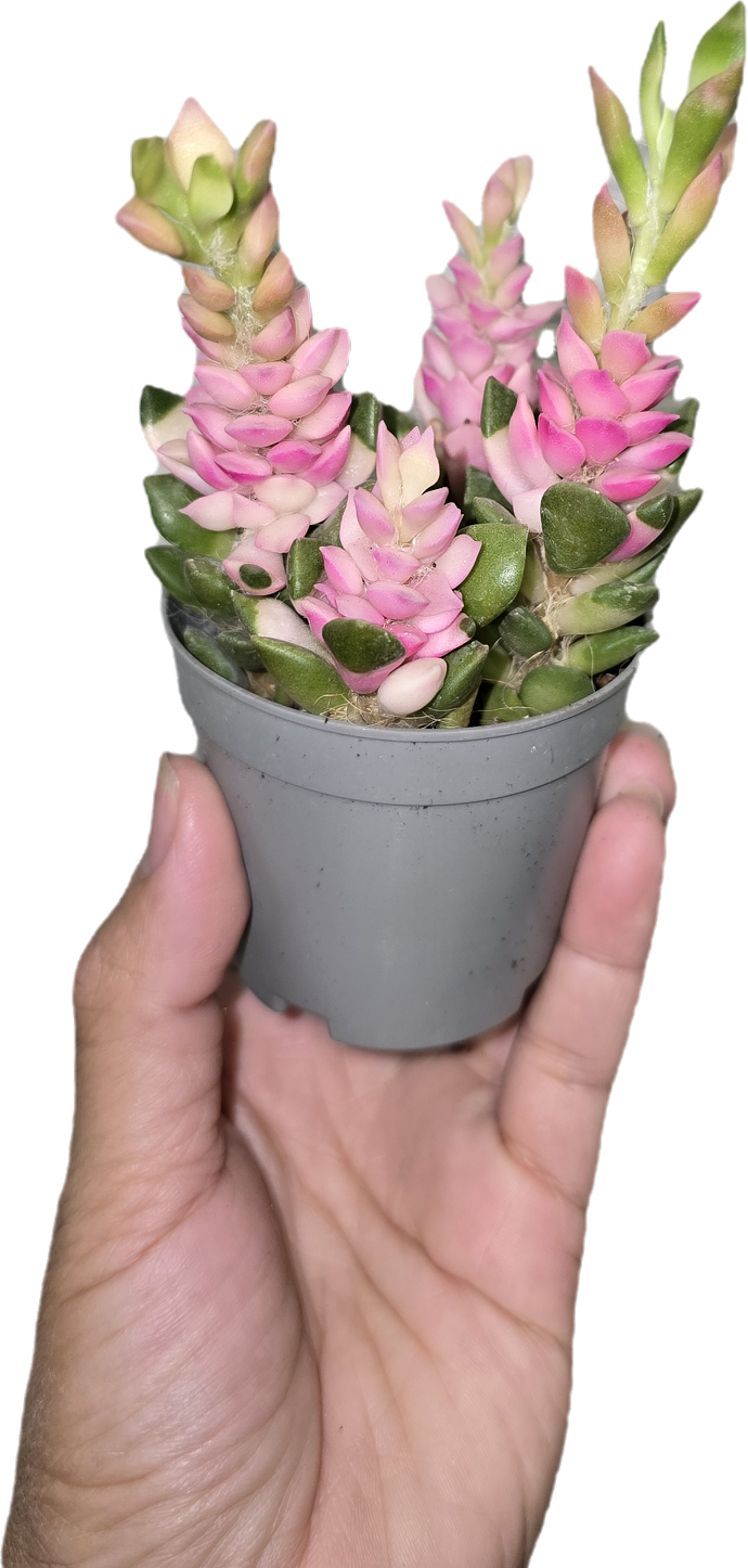 Sand Rose Succulent
