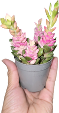 Sand Rose Succulent
