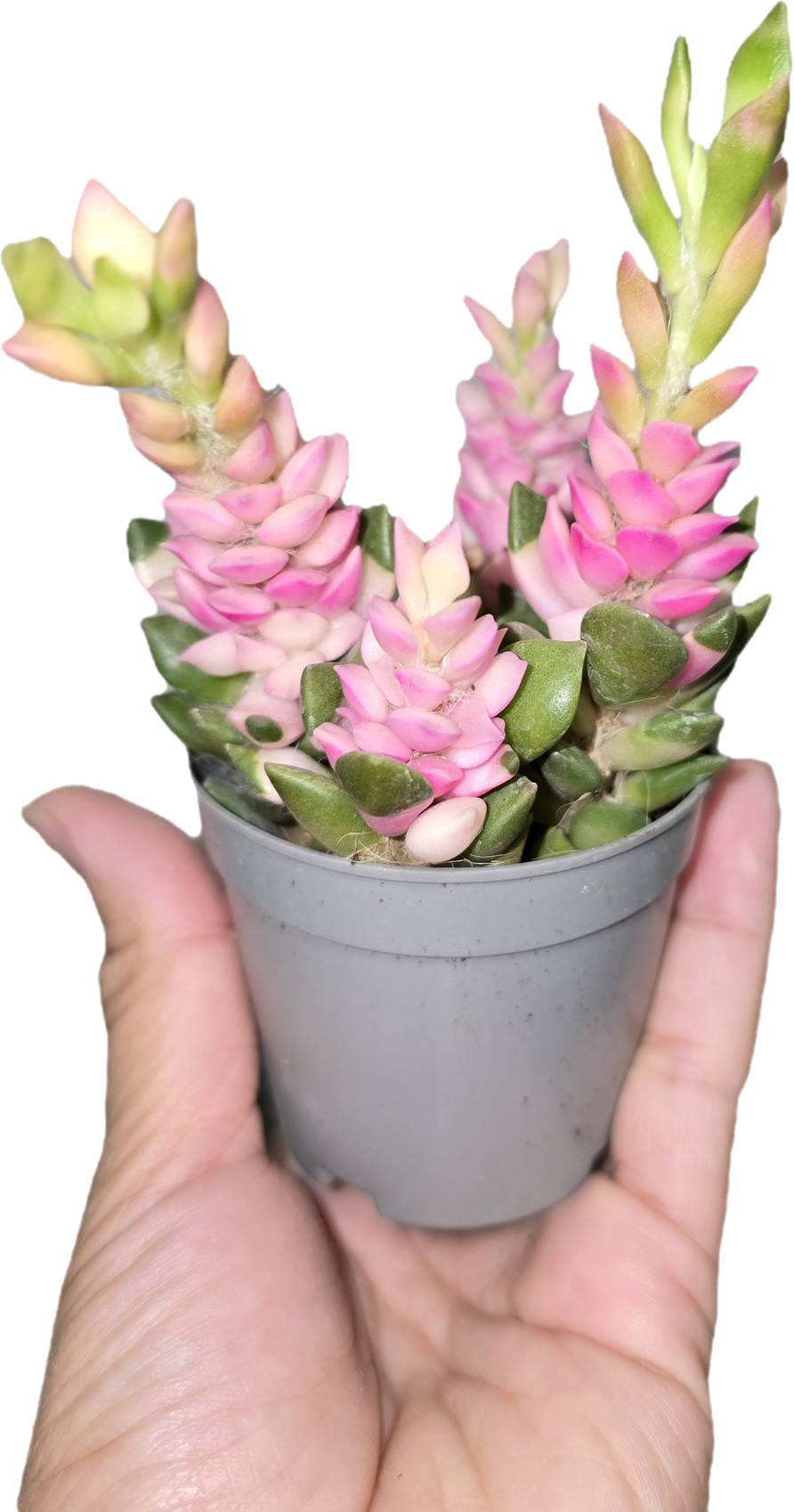 Sand Rose Succulent