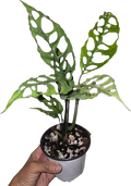 Monstera Obliqua Peru *Seller's Choice*