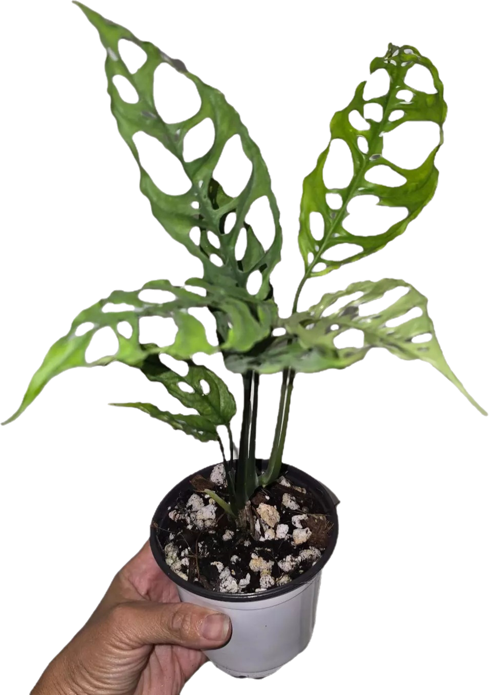 Monstera Obliqua Peru *Seller's Choice*