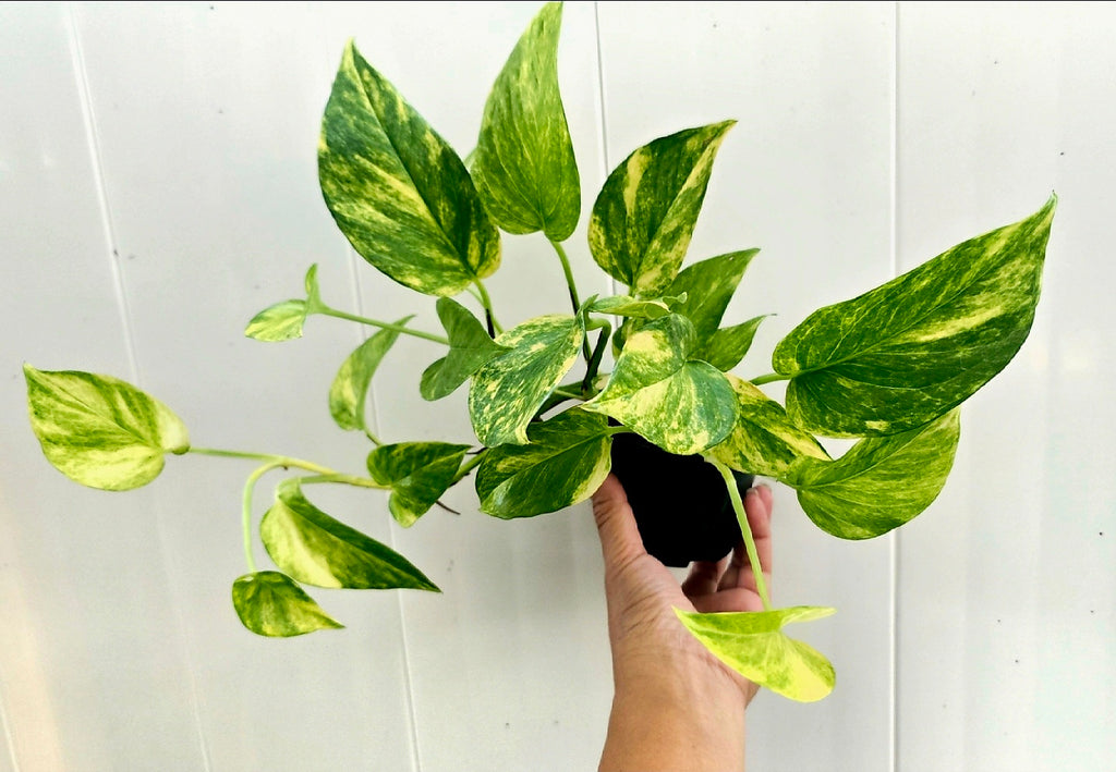 Epipremnum Aureum 'Alta Voltagem' Neon Queen Variegated  *Seller's Choice*
