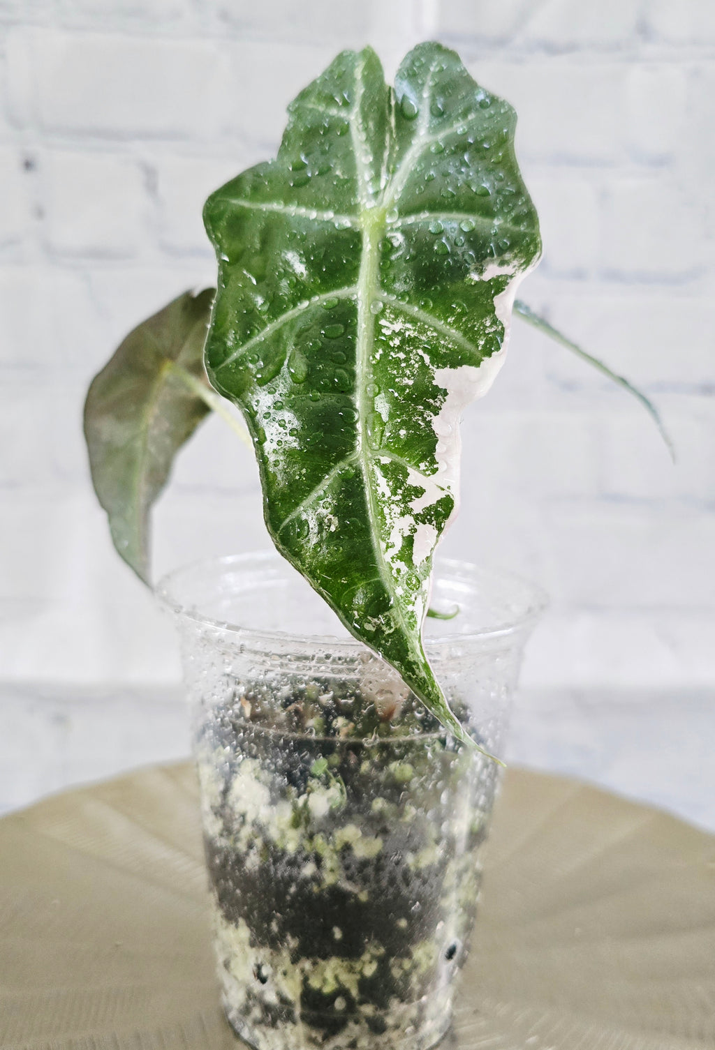 Alocasia Pink Polly Variegated - Exact Plant