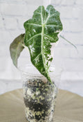 Alocasia Pink Polly Variegated - Exact Plant