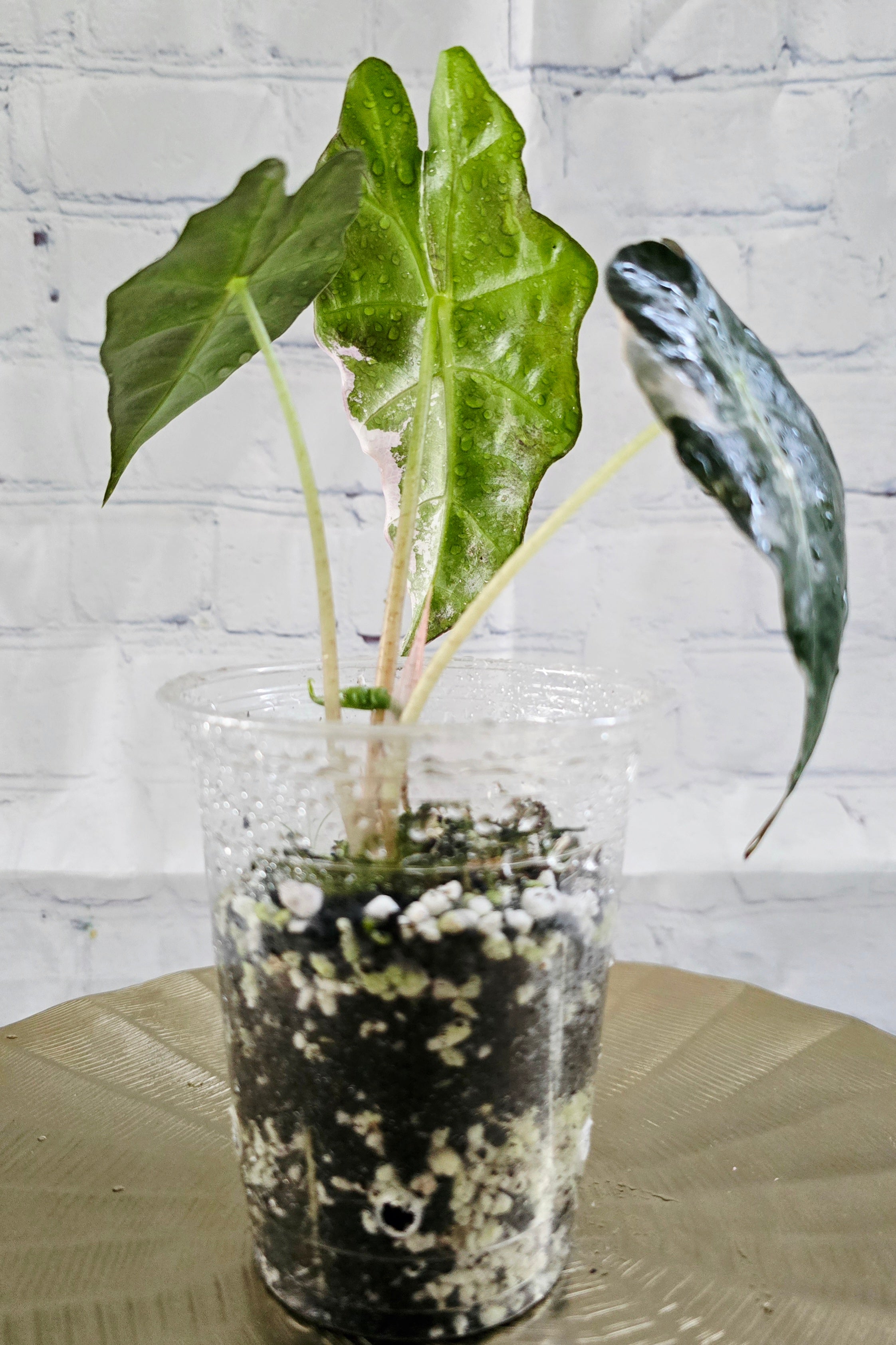 Alocasia Pink Polly Variegated - Exact Plant
