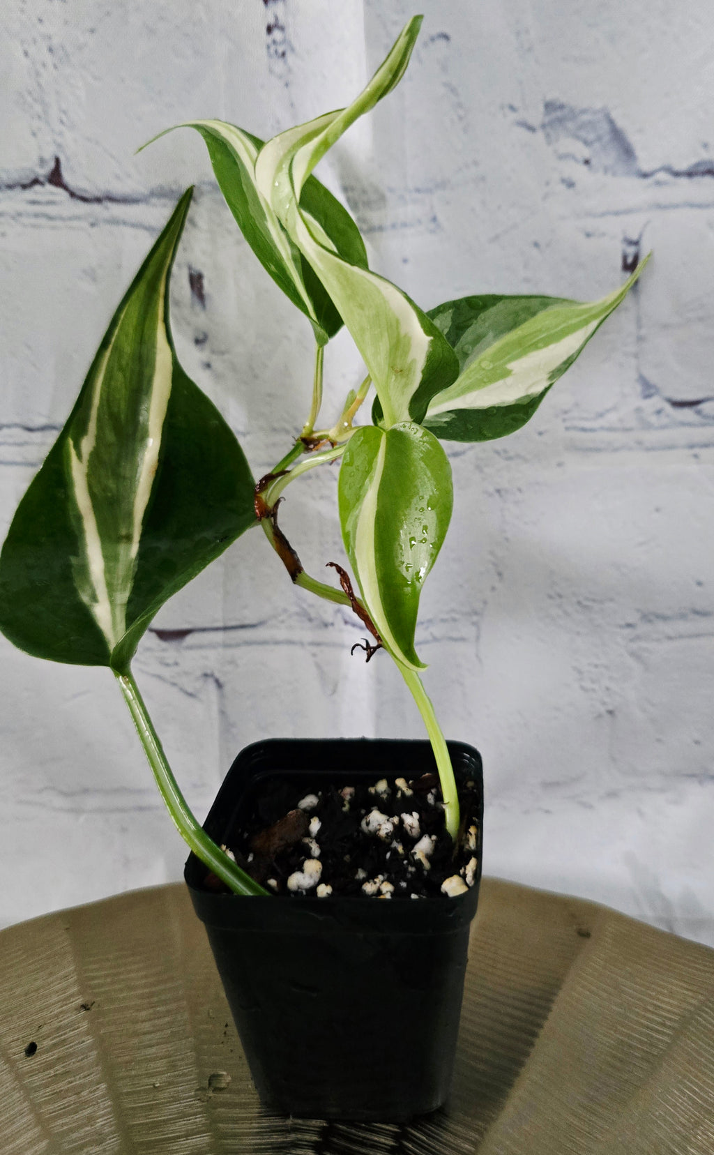 Philodendron Hederaceum Rio *Seller's Choice*