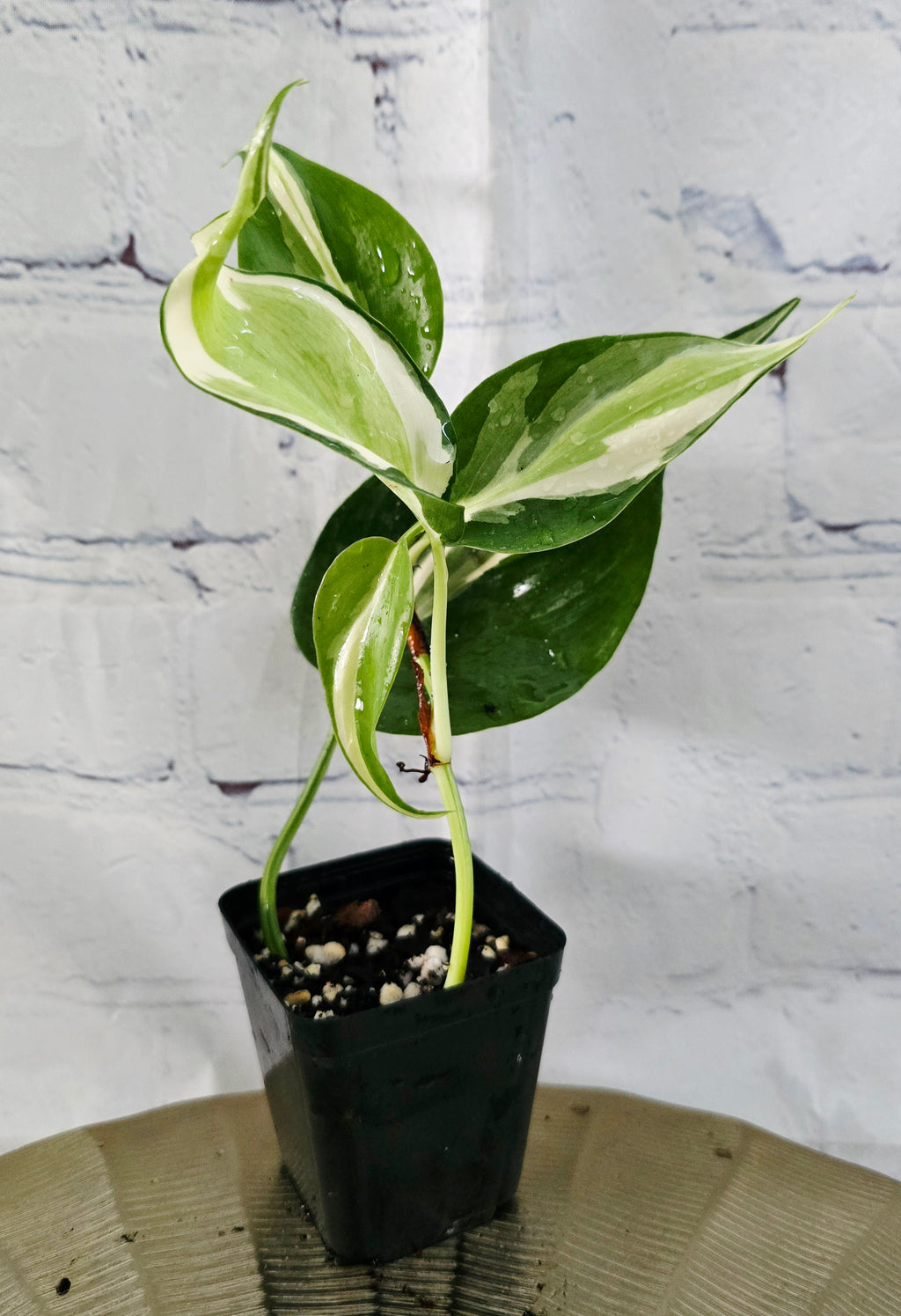 Philodendron Hederaceum Rio *Seller's Choice*