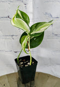 Philodendron Hederaceum Rio *Seller's Choice*