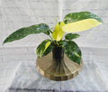 Philodendron Green Congo Nuclear Variegated *Exact Plant*