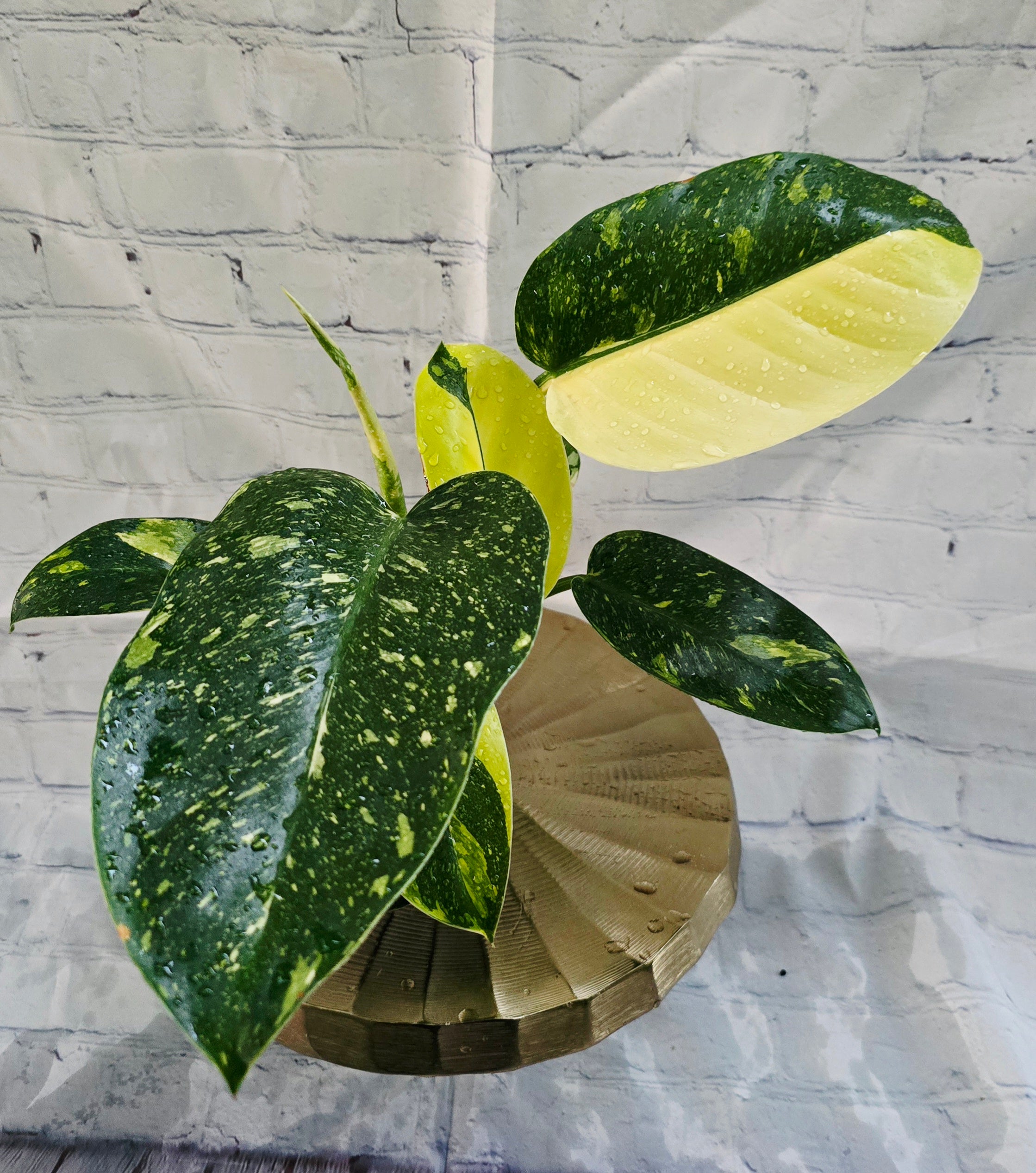Philodendron Green Congo Nuclear Variegated *Exact Plant*