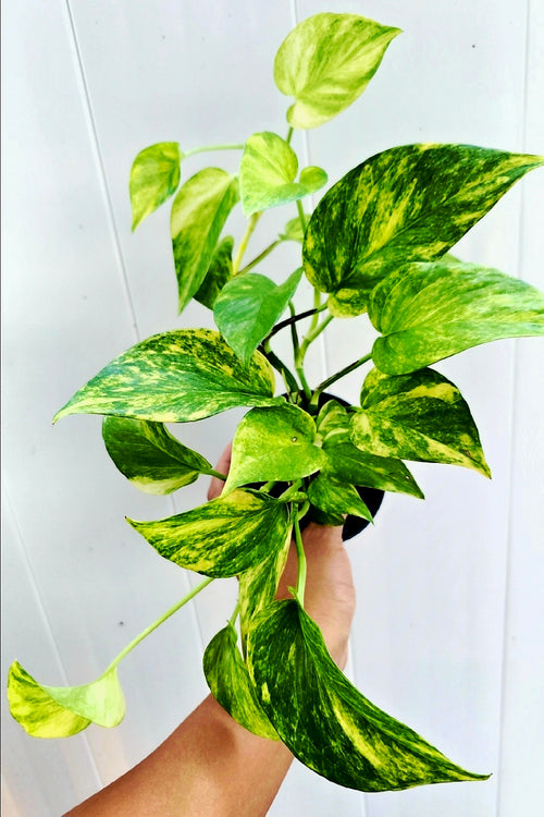 Epipremnum Aureum 'Alta Voltagem' Neon Queen Variegated  *Seller's Choice*