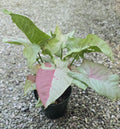Syngonium Milk Confetti *Seller's Choice*