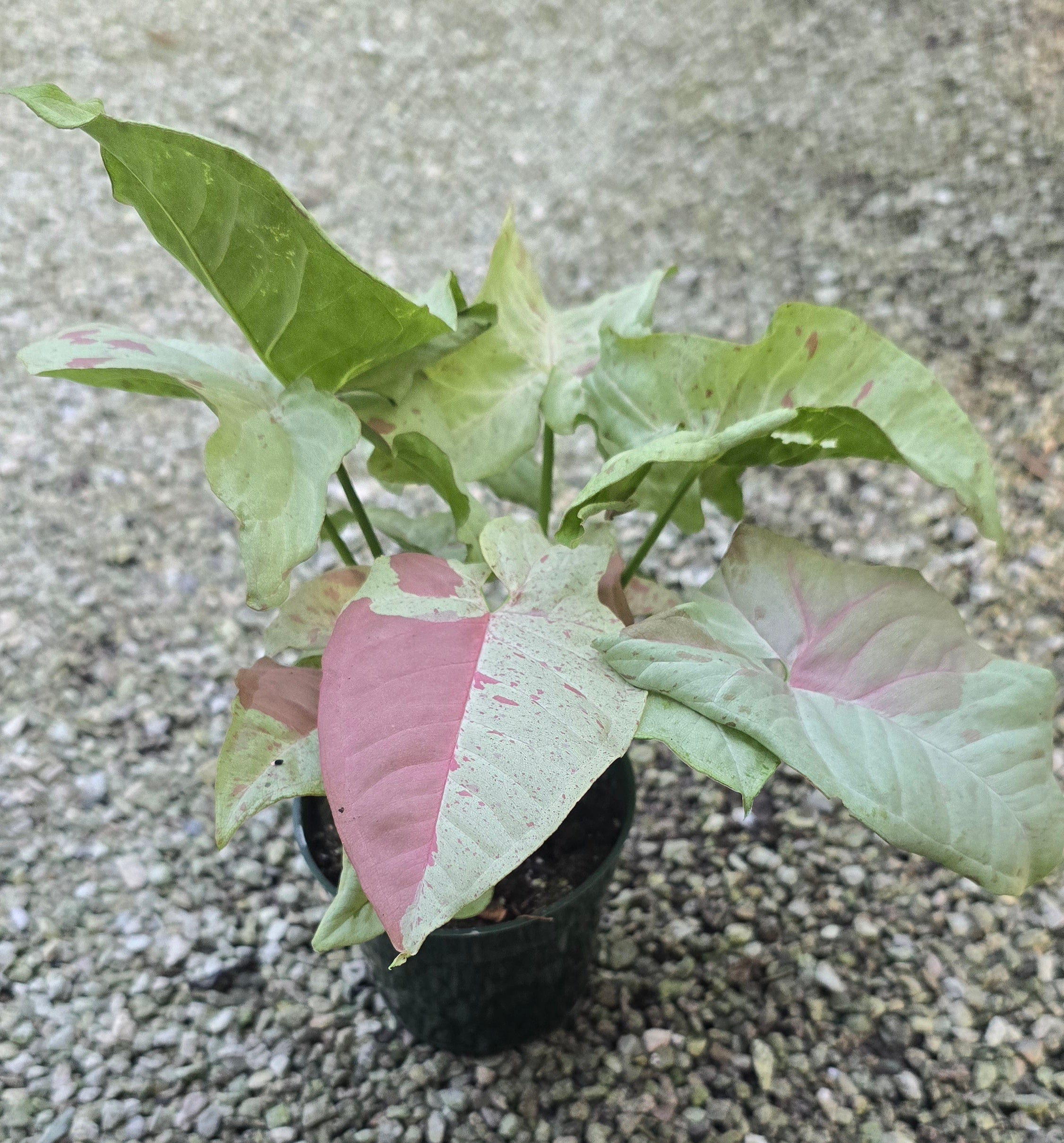 Syngonium Milk Confetti *Seller's Choice*