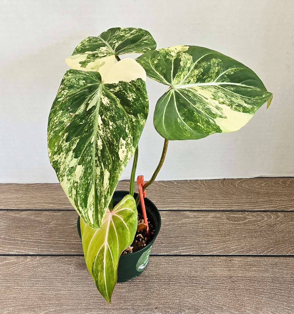 Philodendron Gloriosum Variegated Type 2 - Exact Plant