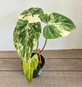 Philodendron Gloriosum Variegated Type 2 - Exact Plant