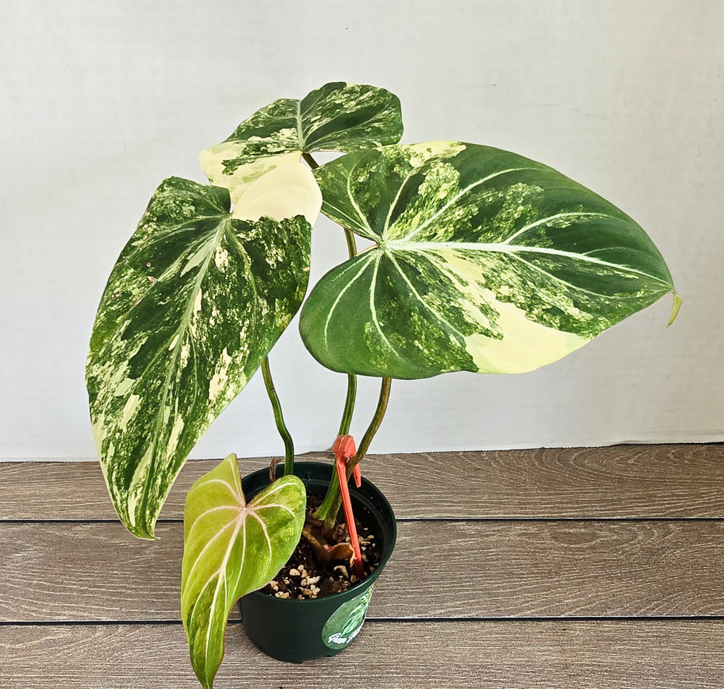 Philodendron Gloriosum Variegated Type 2 - Exact Plant