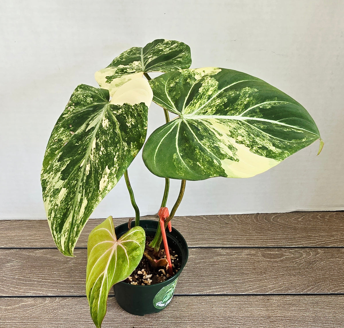 Philodendron Gloriosum Variegated Type 2 - Exact Plant