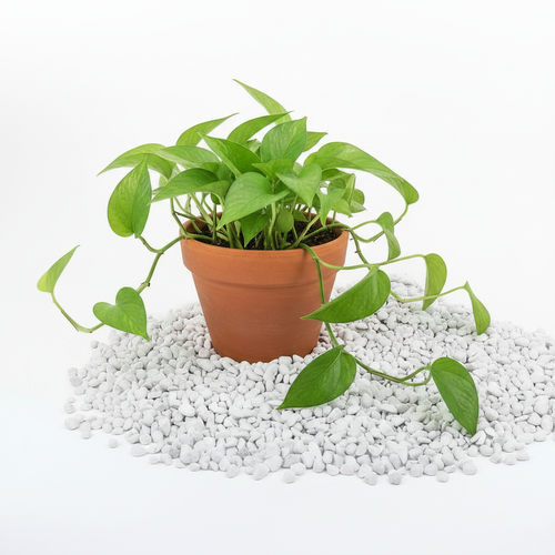 Chunky Perlite with Pothos in Brown Pot