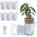 Self Watering Pots with Alocasia